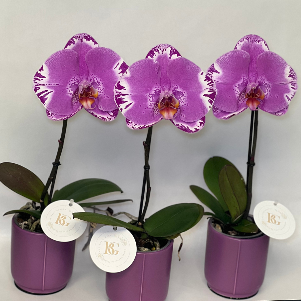 Orquídea Unitária
