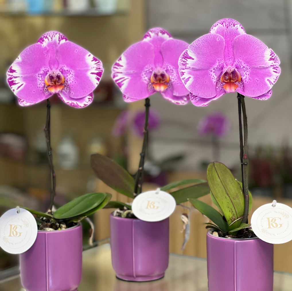 Orquídea Unitária