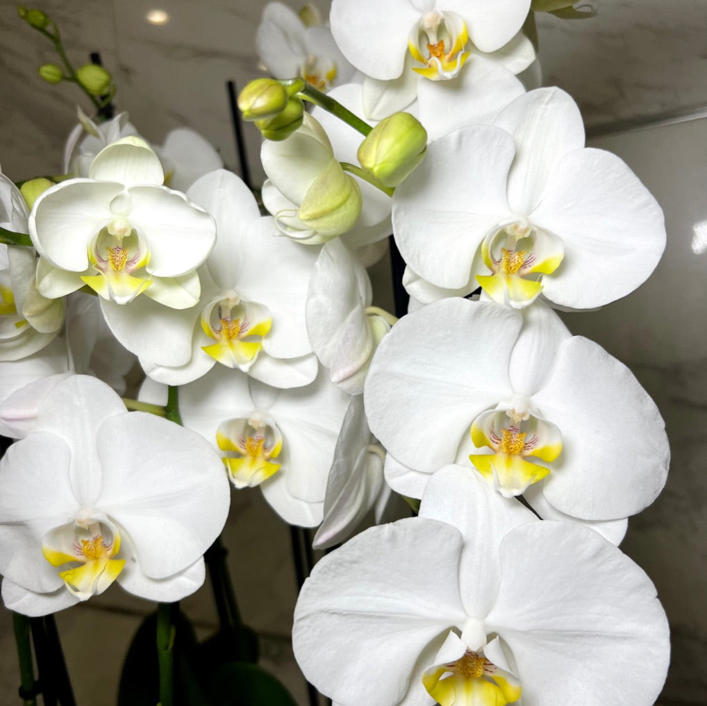 Composição de Orquídeas no Vaso