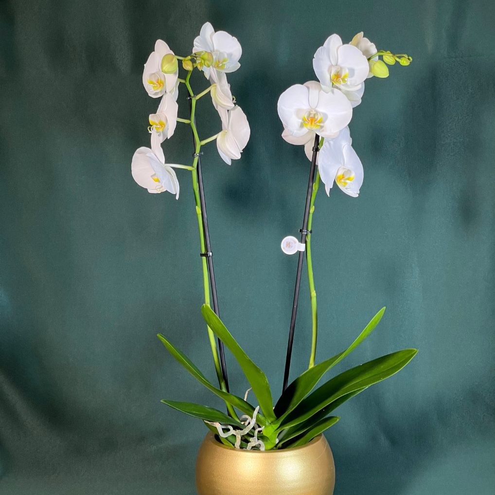 Orquídea Phalianopisis Com Vaso Bola Gold