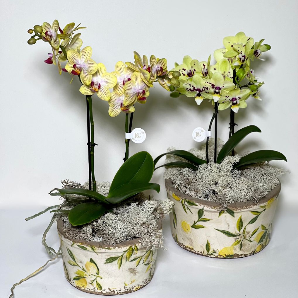 Vaso de Cerâmica com mini Orquídeas Phalianopisis