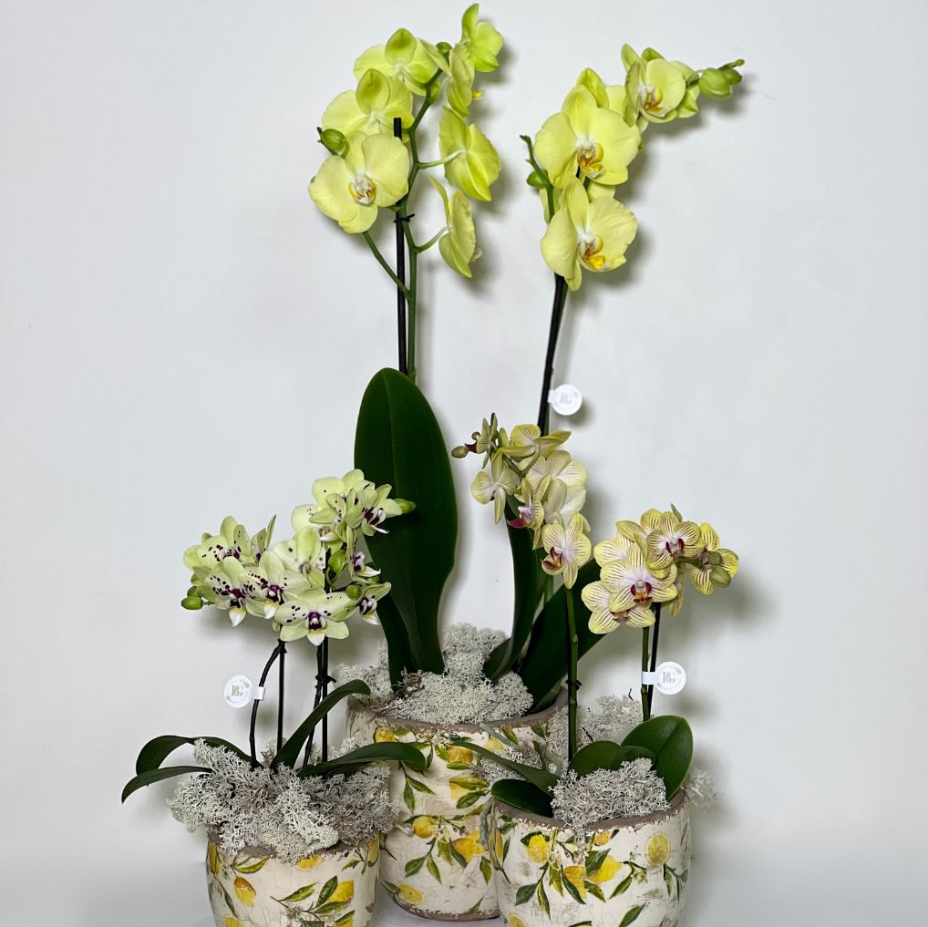 Vaso de Cerâmica com Mine Orquídeas Phalianopisis