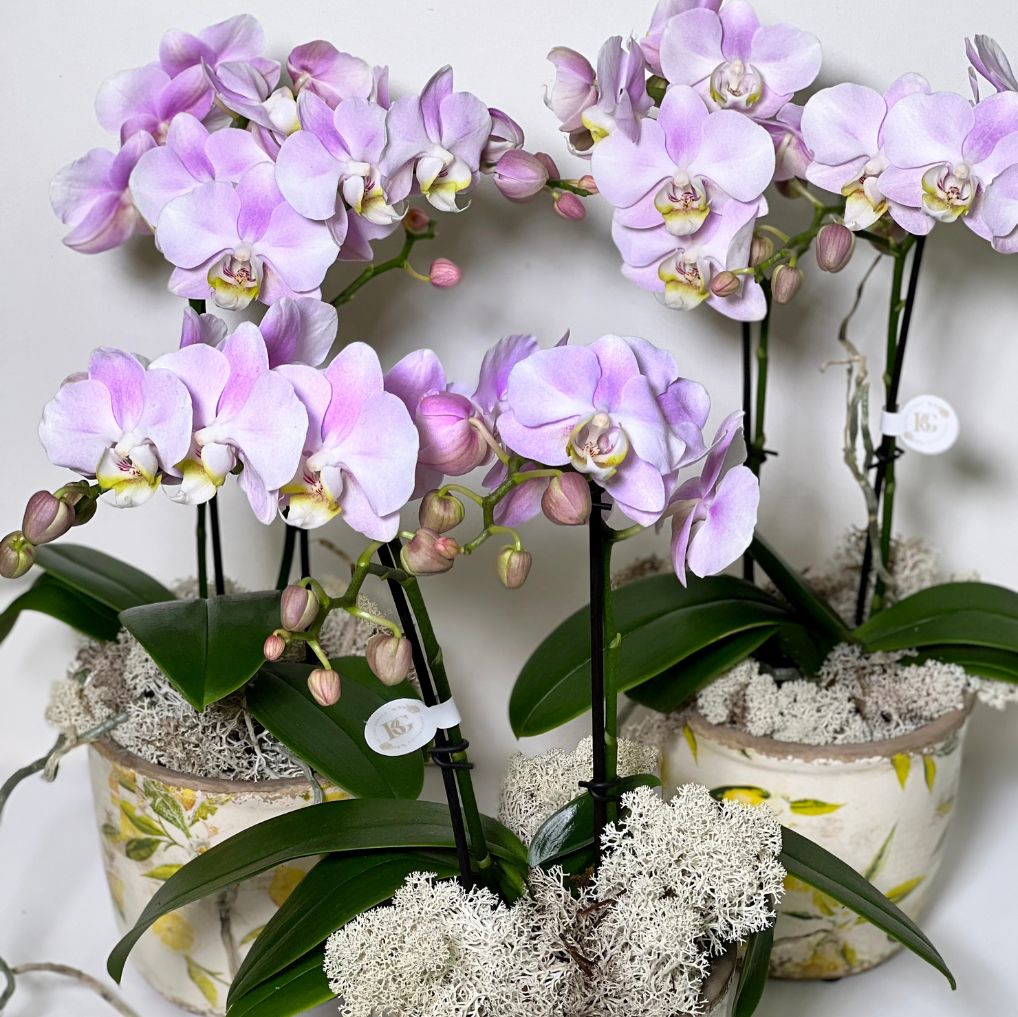 Vaso de Cerâmica com Mine Orquidea Phalianopisis