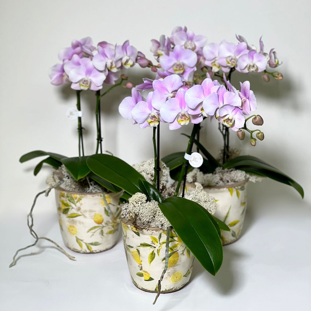 Vaso de Cerâmica com Mine Orquidea Phalianopisis