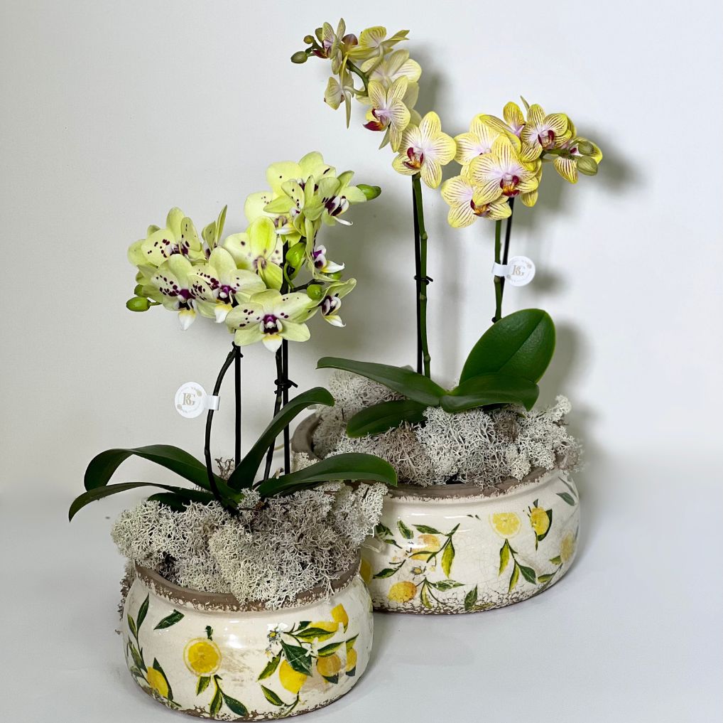 Vaso de Cerâmica com Mine Orquídeas Phalianopisis