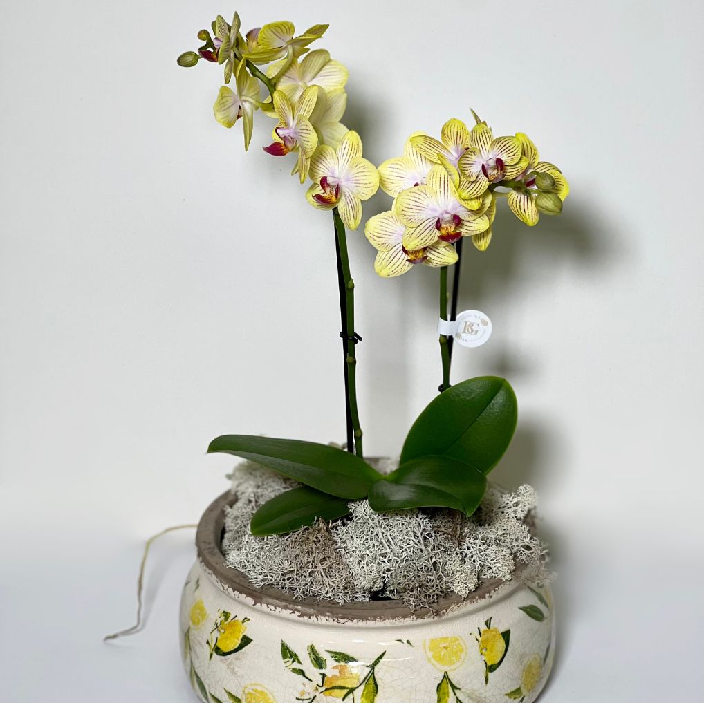 Vaso de Cerâmica com Mine Orquídeas Phalianopisis