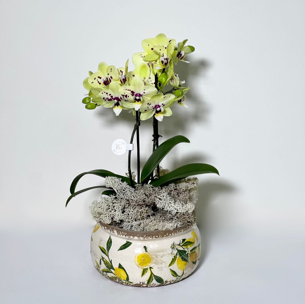 Vaso de Cerâmica com Mine Orquídeas Phalianopisis