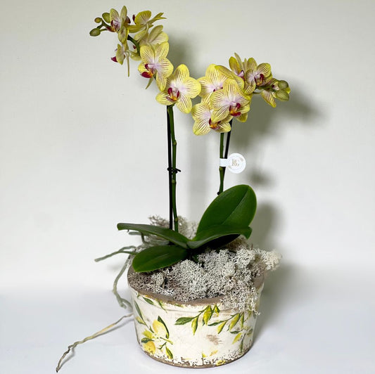 Vaso de Cerâmica com mini Orquídeas Phalianopisis