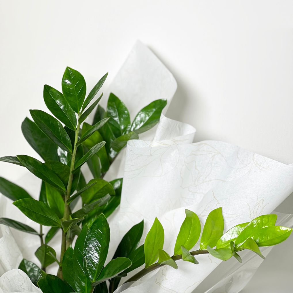 Box com zamioculcas