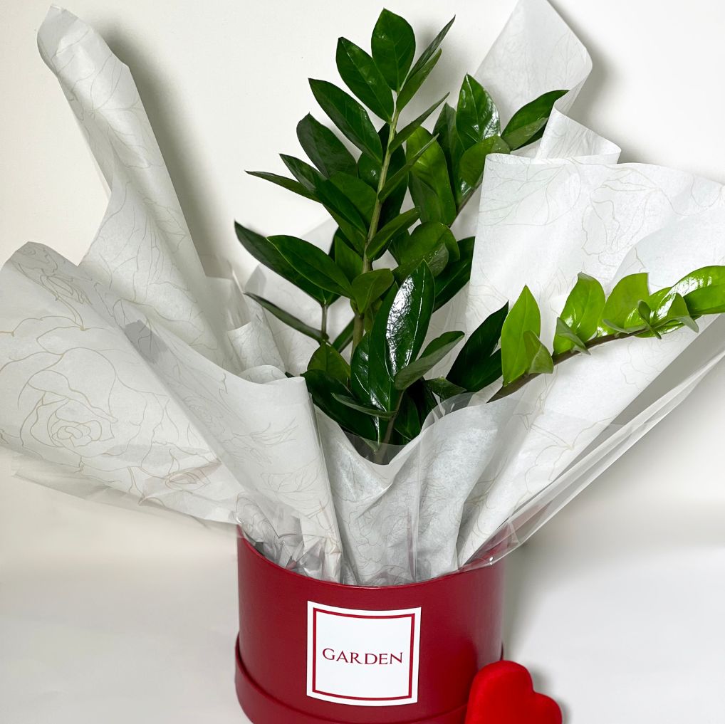 Box com zamioculcas