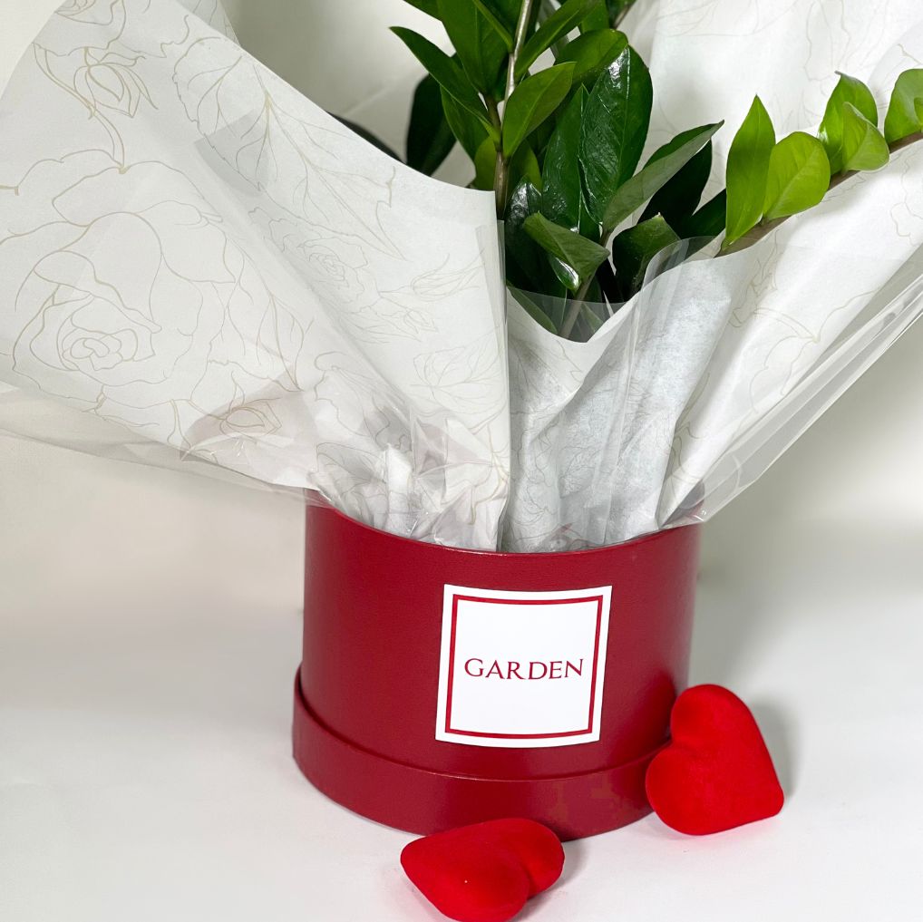Box com zamioculcas