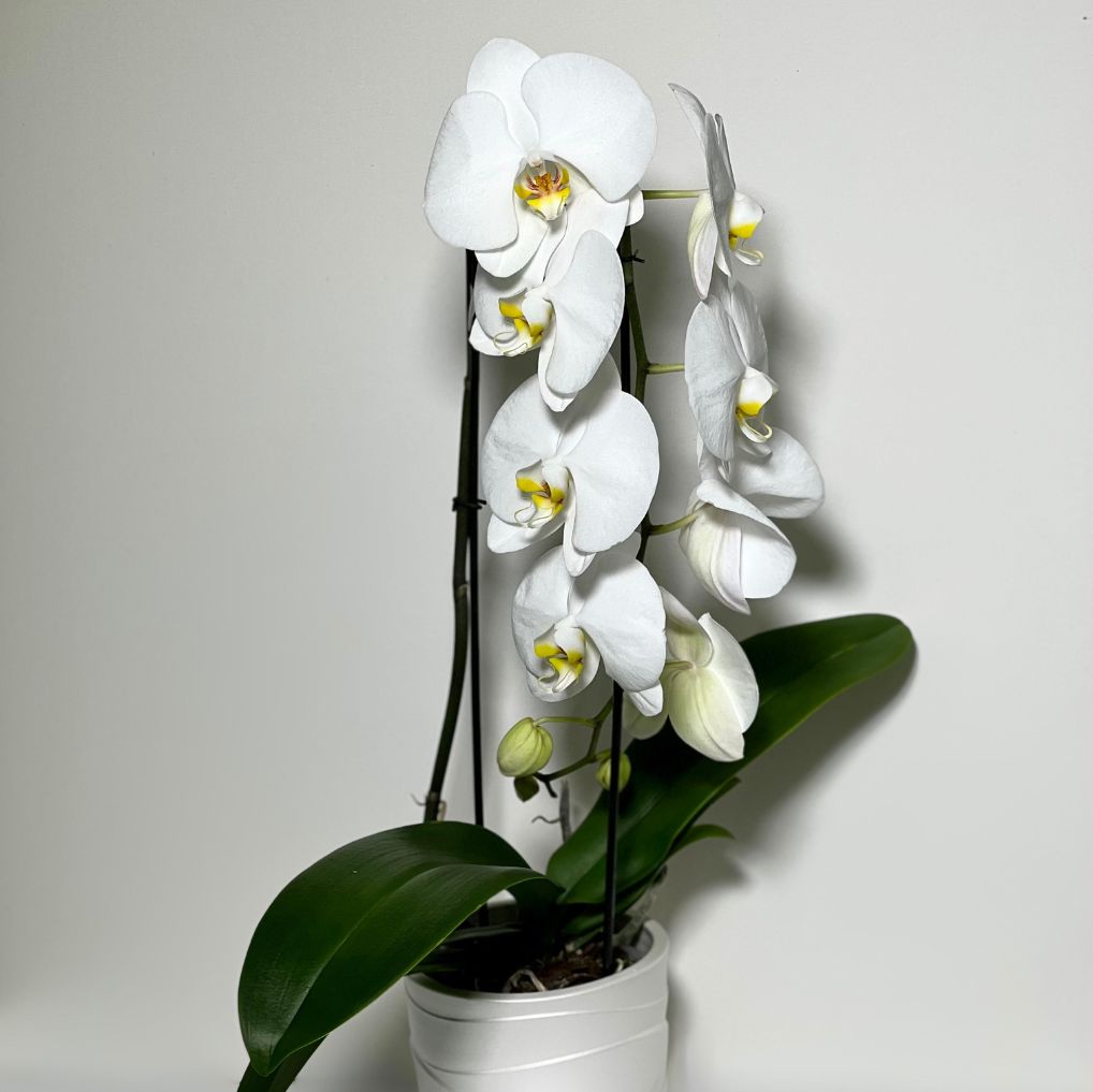 Orquídea em Cascata