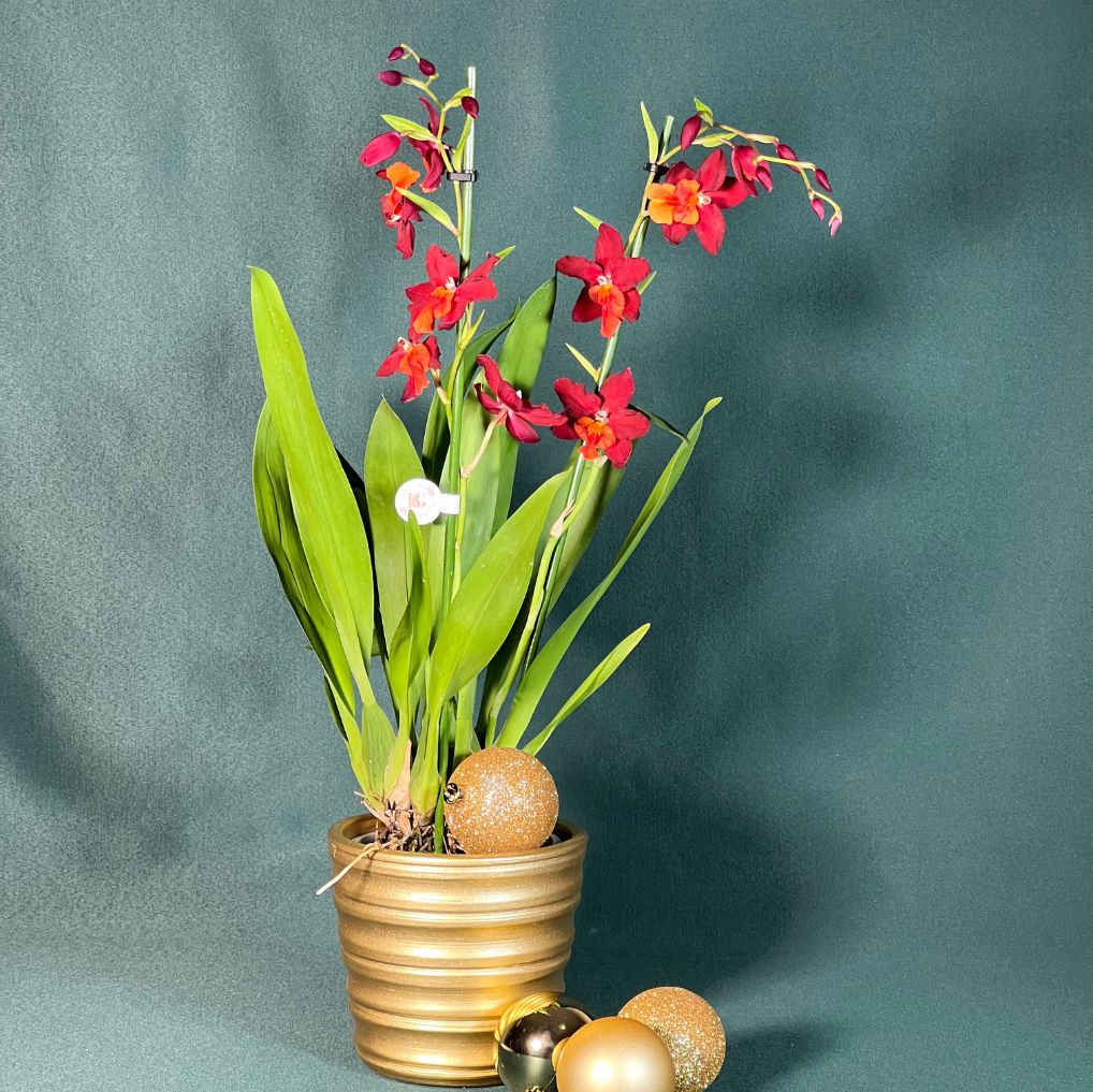 Orquídea Cambria com Vaso Reto Canelado Gold