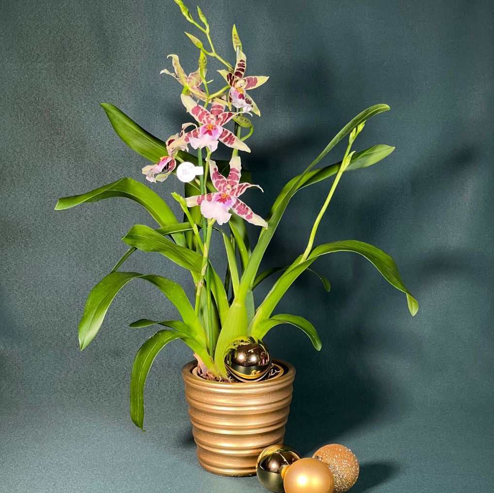 Orquídea Cambria com Vaso Reto Canelado Gold