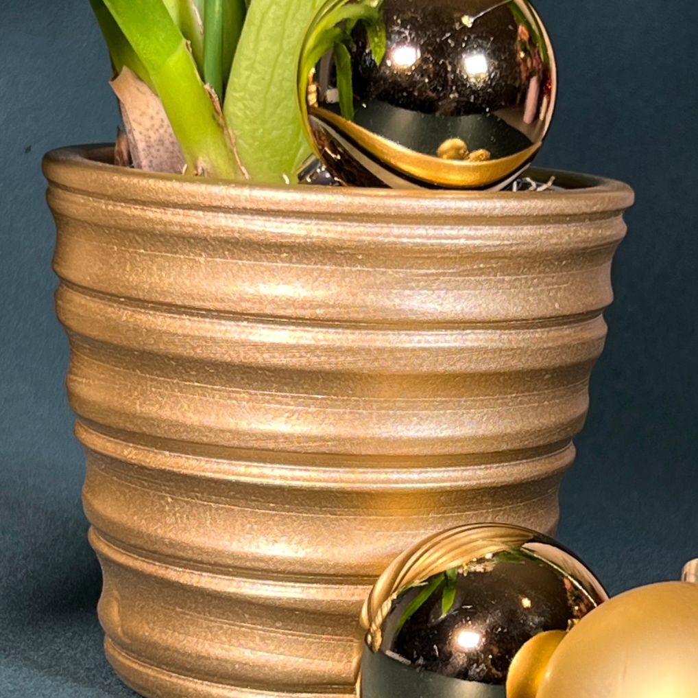 Orquídea Cambria com Vaso Reto Canelado Gold