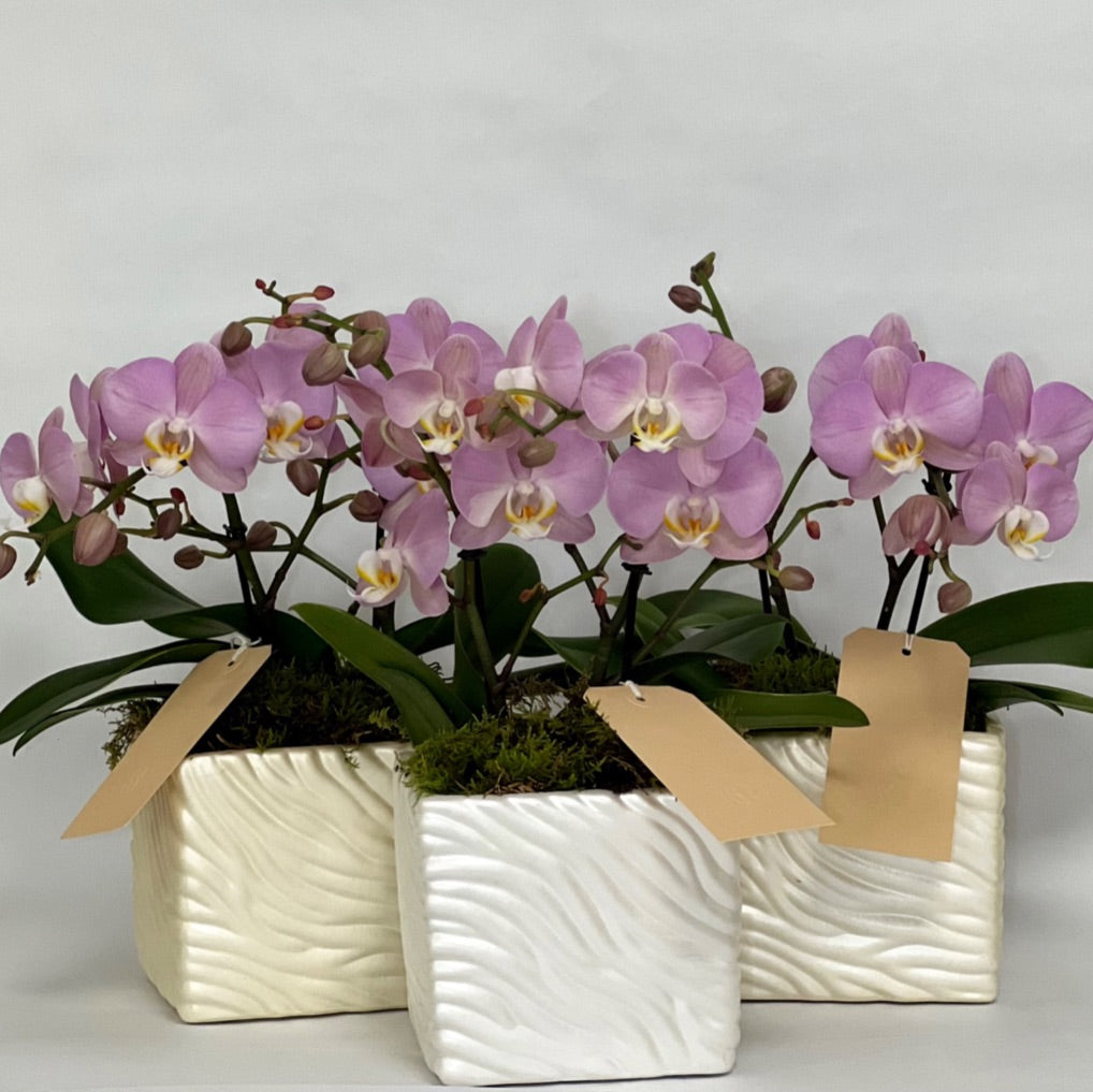 Orquídeas Pequenas