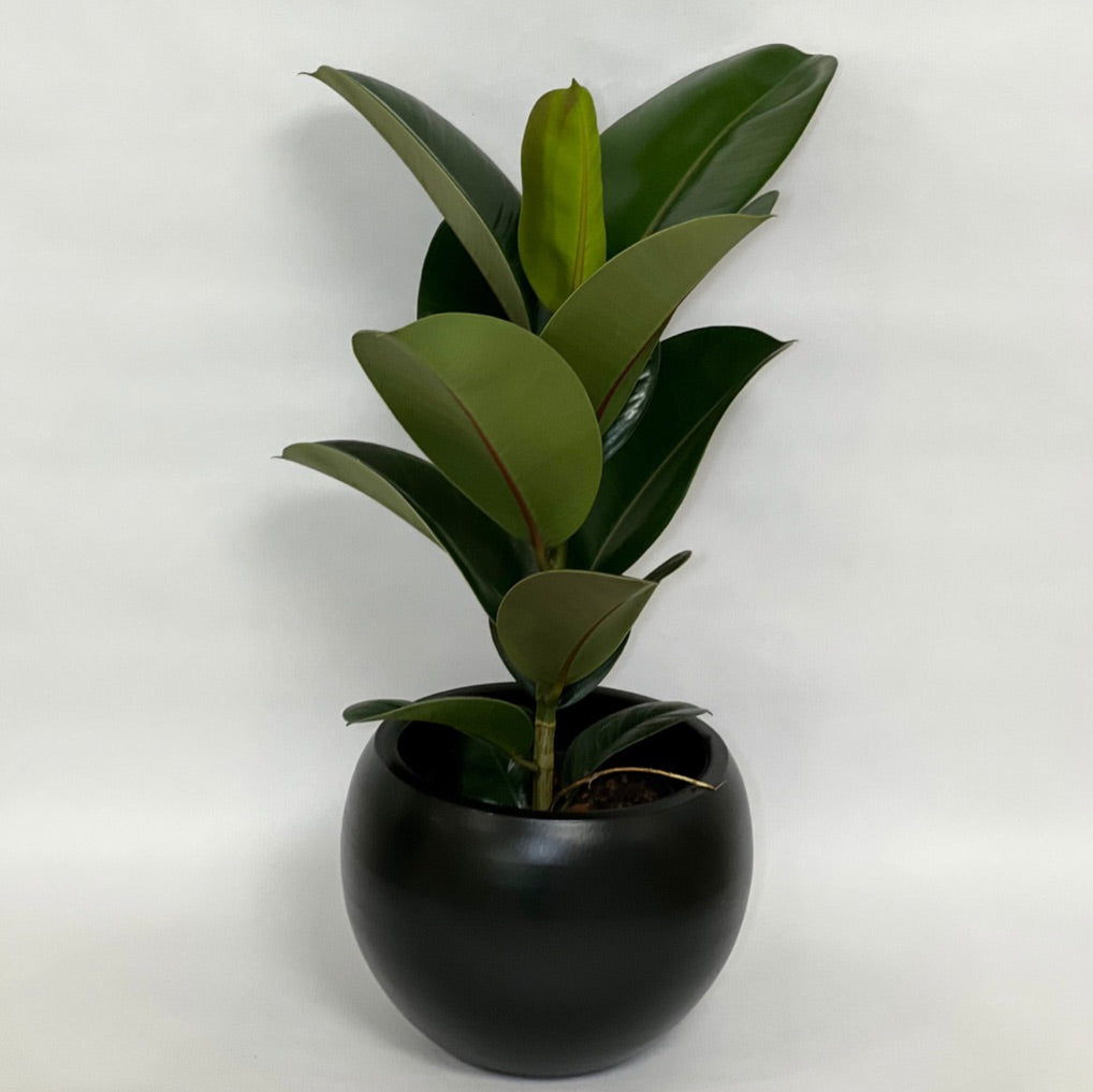 Ficus