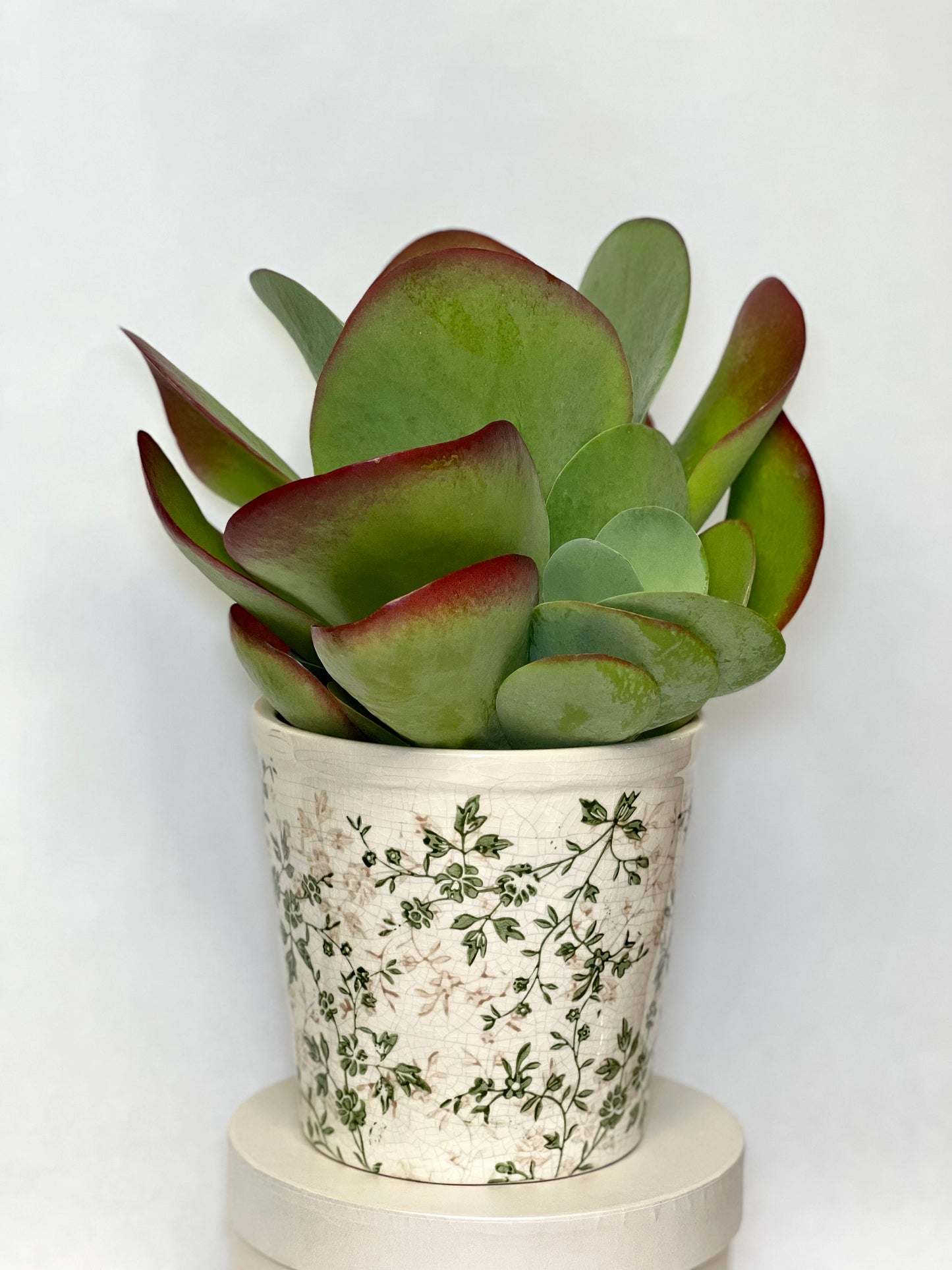 Kalanchoe Em Vaso De Louça Holandesa
