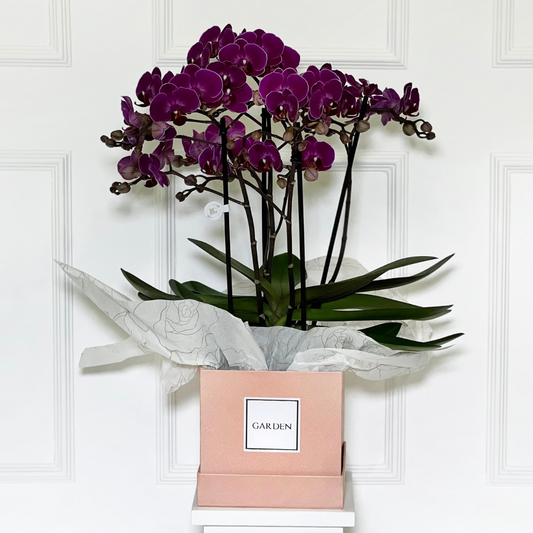 ORQUÍDEA COM 4 HASTES NA BOX