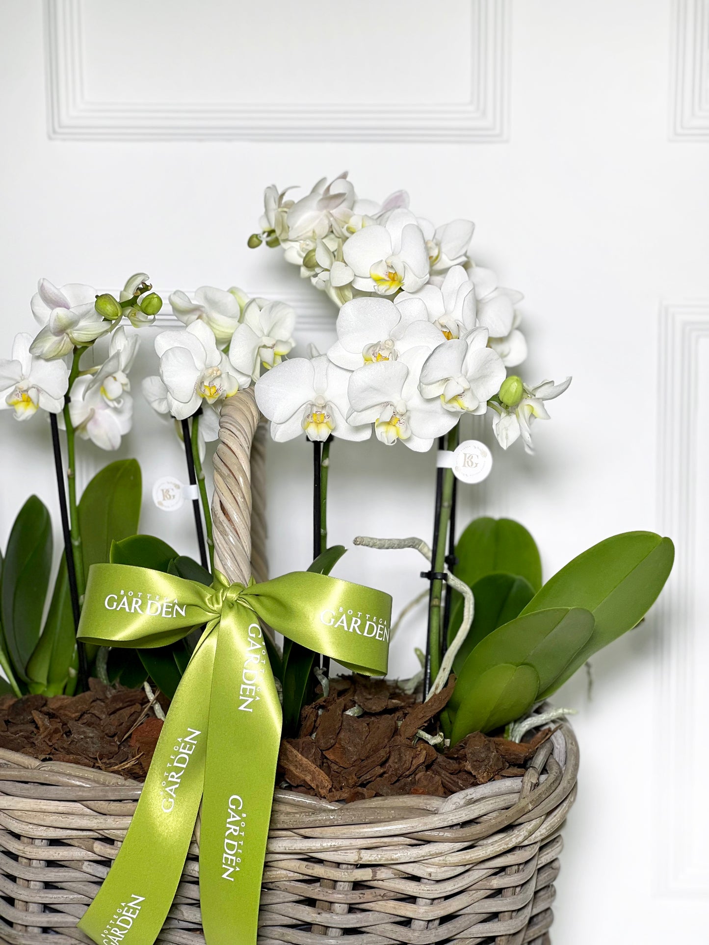 CESTA RATTAN COM MINI ORQUÍDEAS BRANCAS