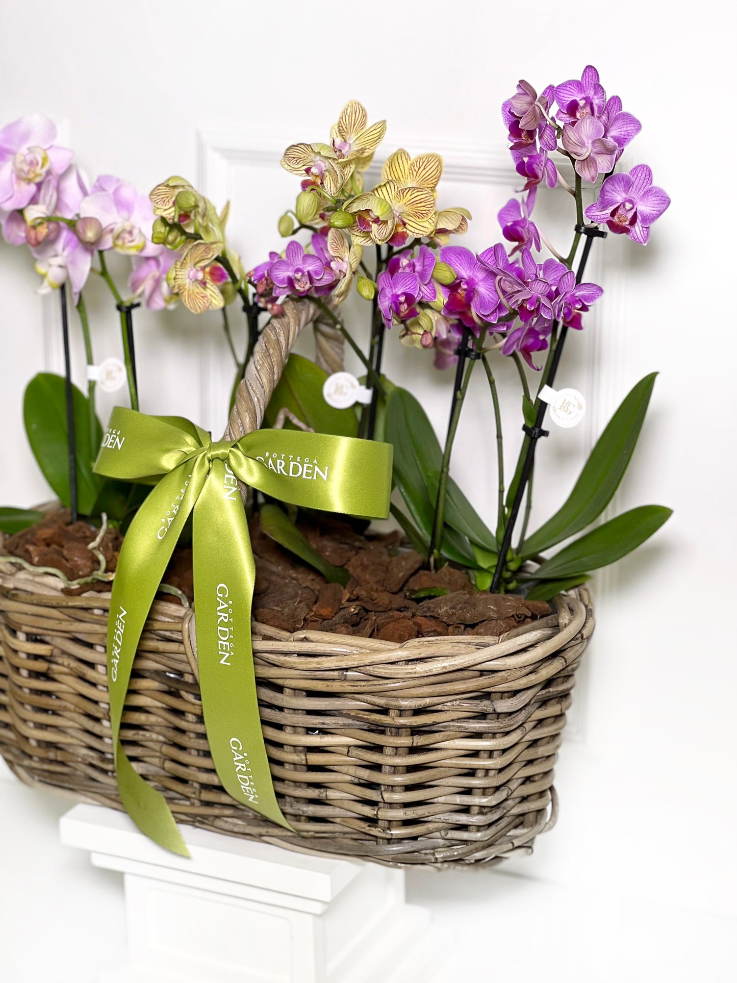 CESTA RATTAN COM MINI ORQUÍDEAS COLORIDAS