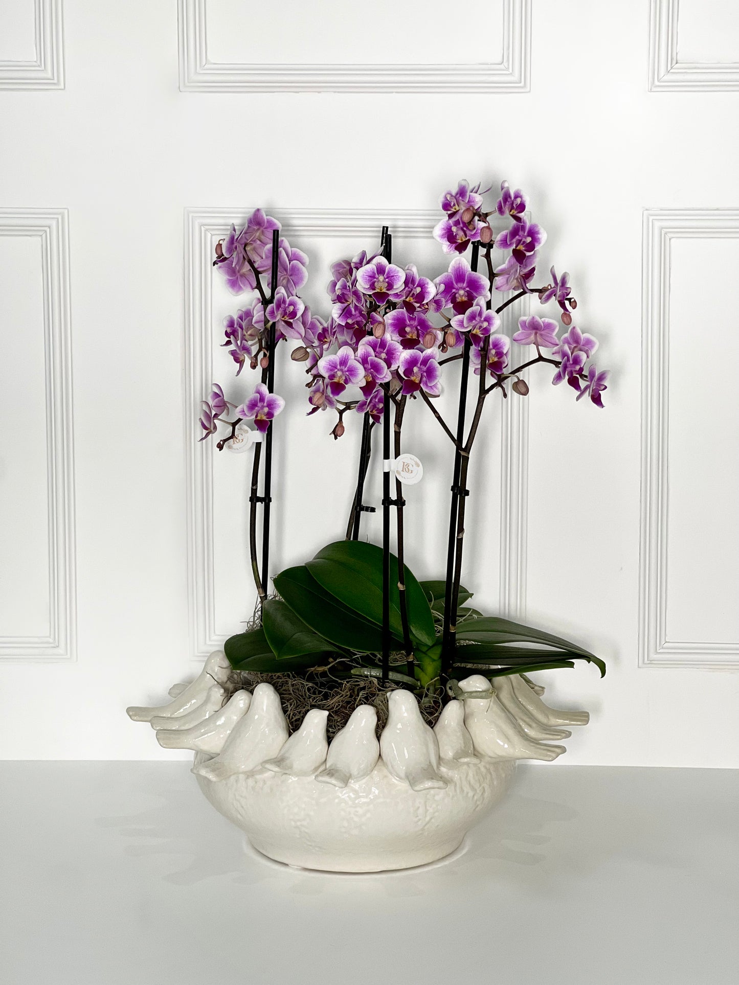VASO BIRD L (PRATO) COM 2 ORQUÍDEAS P HOLANDESAS