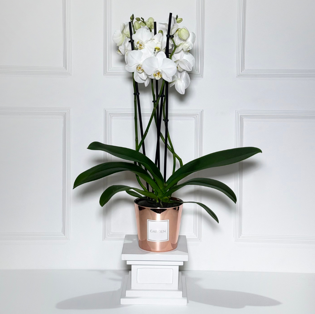 Orquídeas holandesas em vaso rose gold
