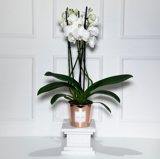 Orquídeas holandesas em vaso rose gold