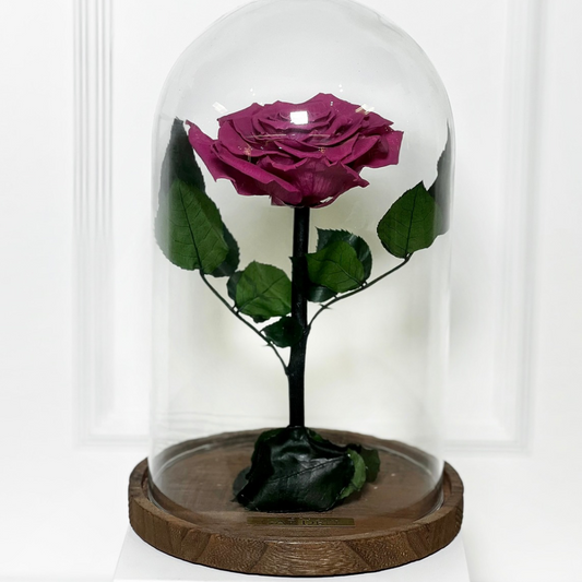 ROSA PRESERVADA DARK PINK M