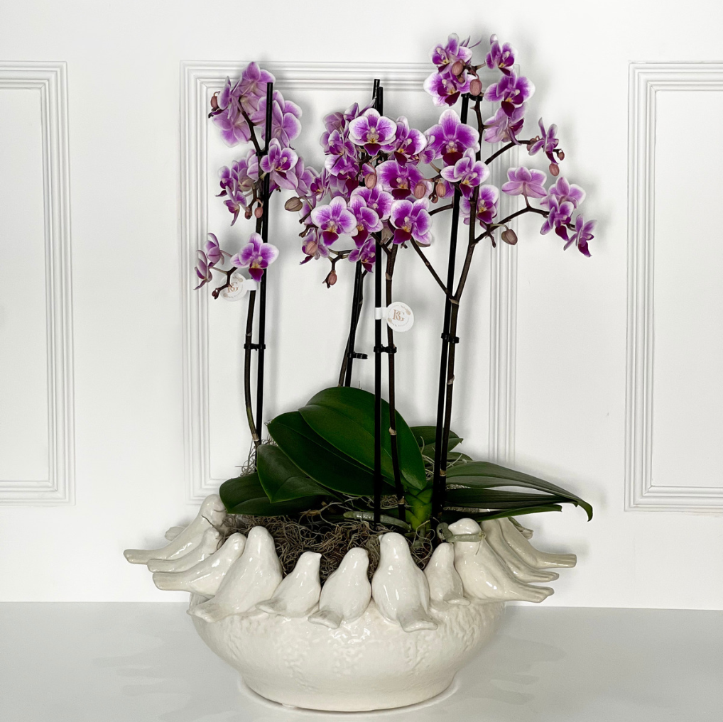 VASO BIRD L (PRATO) COM 2 ORQUÍDEAS P HOLANDESAS