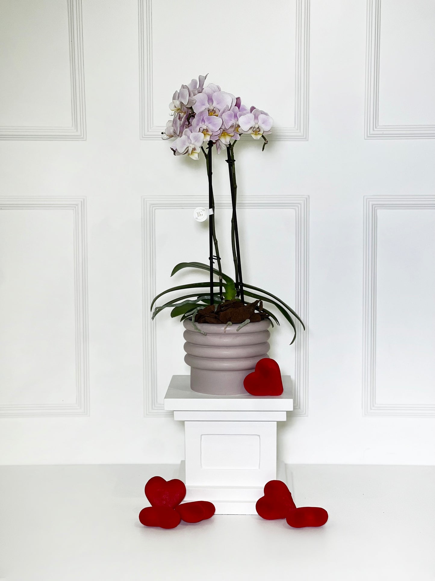 ORQUÍDEA M NO VASO PINK DE PORCELANA