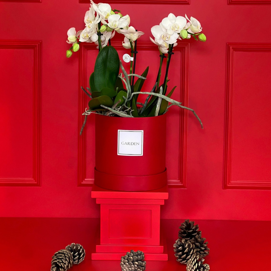 ORQUÍDEA COM BOX RED
