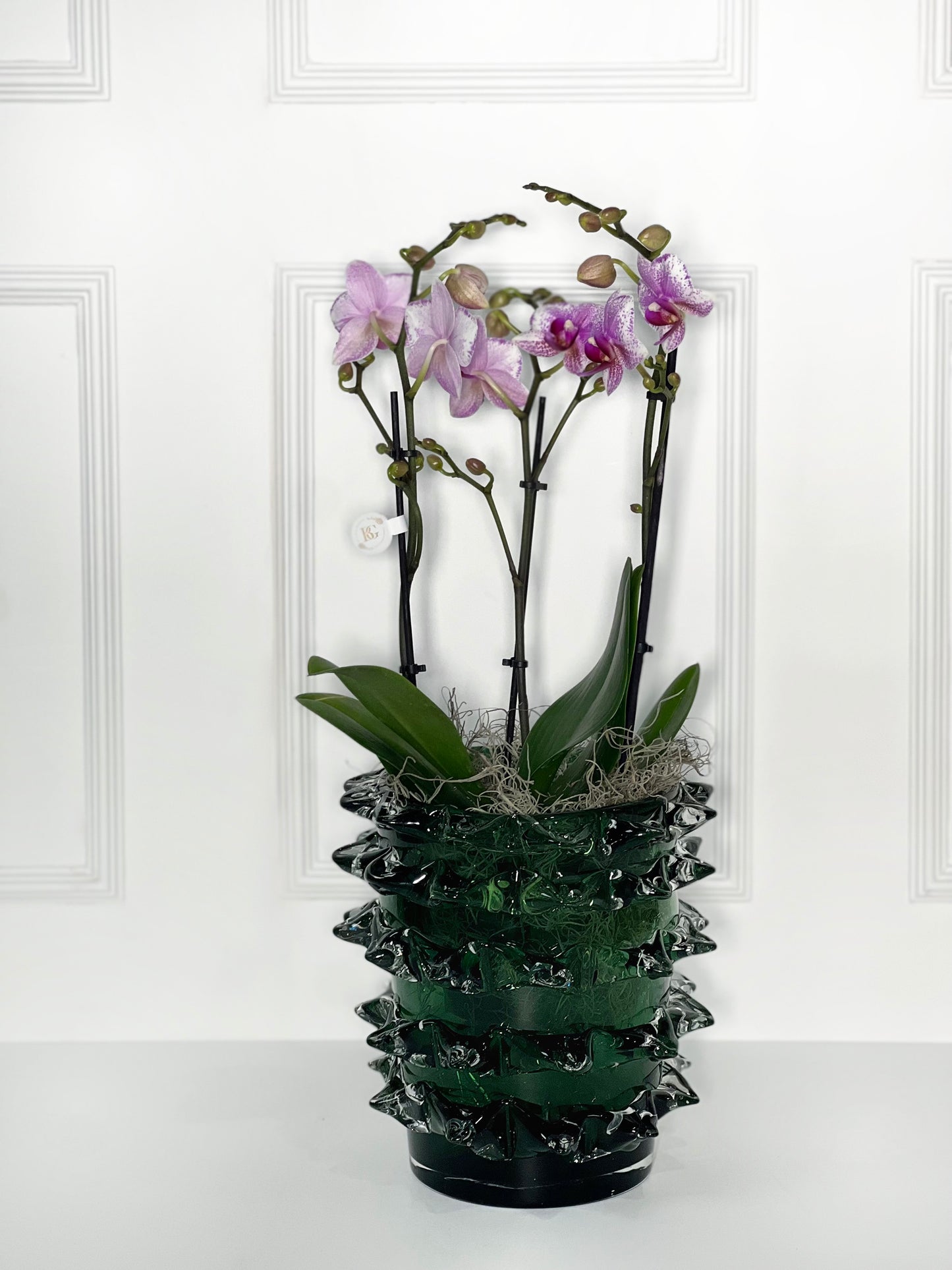 VASO SPARKLER TAMANHO M DARK GREEN COM ORQUÍDEA HOLANDESA