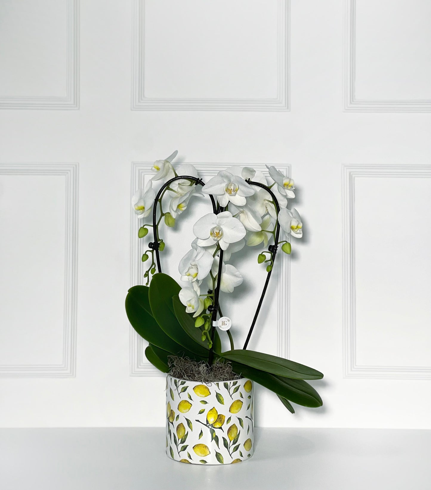 VASO DE LIMÃO SICILIANO COM ORQUÍDEA DE 3 PÉ TAMANHO P