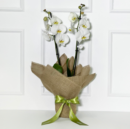 ORQUÍDEA BRANCA COM JUTA DE LINHO CRU