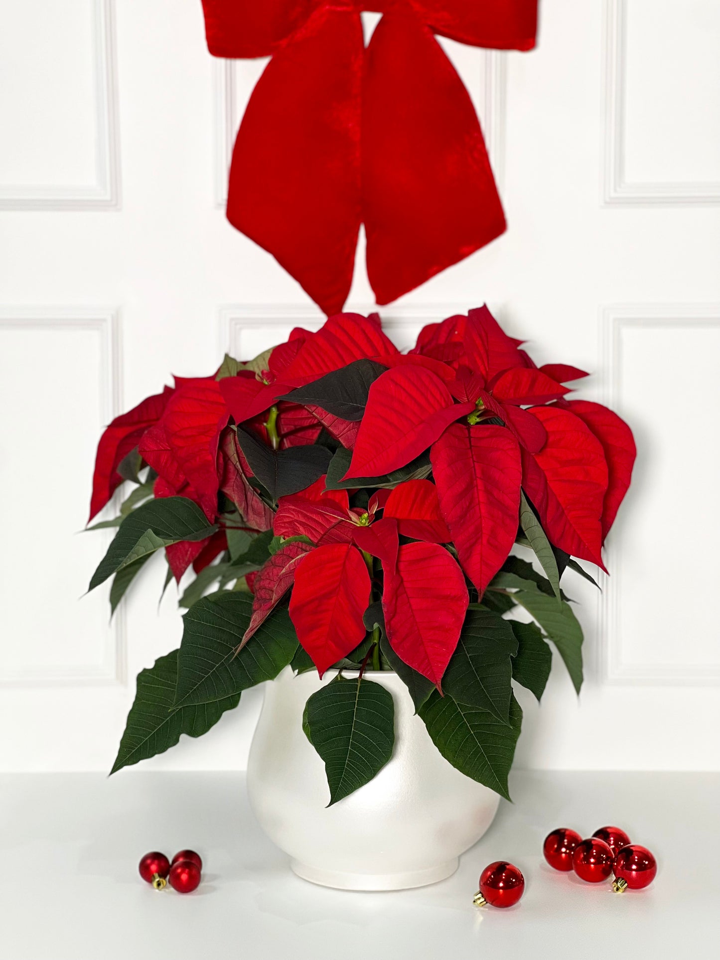 FLOR DE NATAL COM VASO DE PORCELANA PORTUGUESA