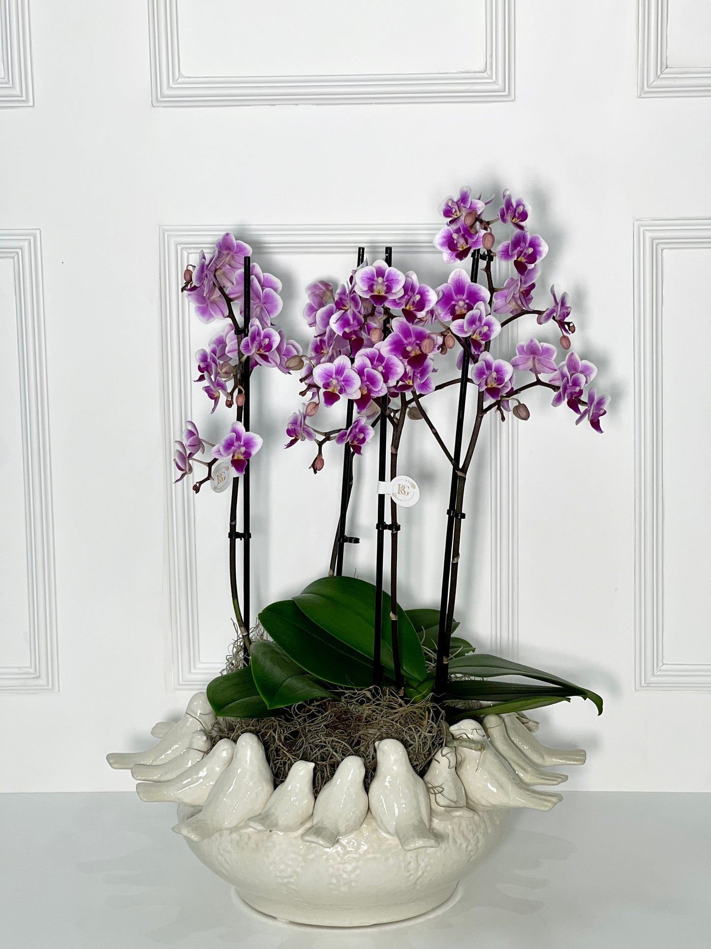VASO BIRD L (PRATO) COM 2 ORQUÍDEAS P HOLANDESAS