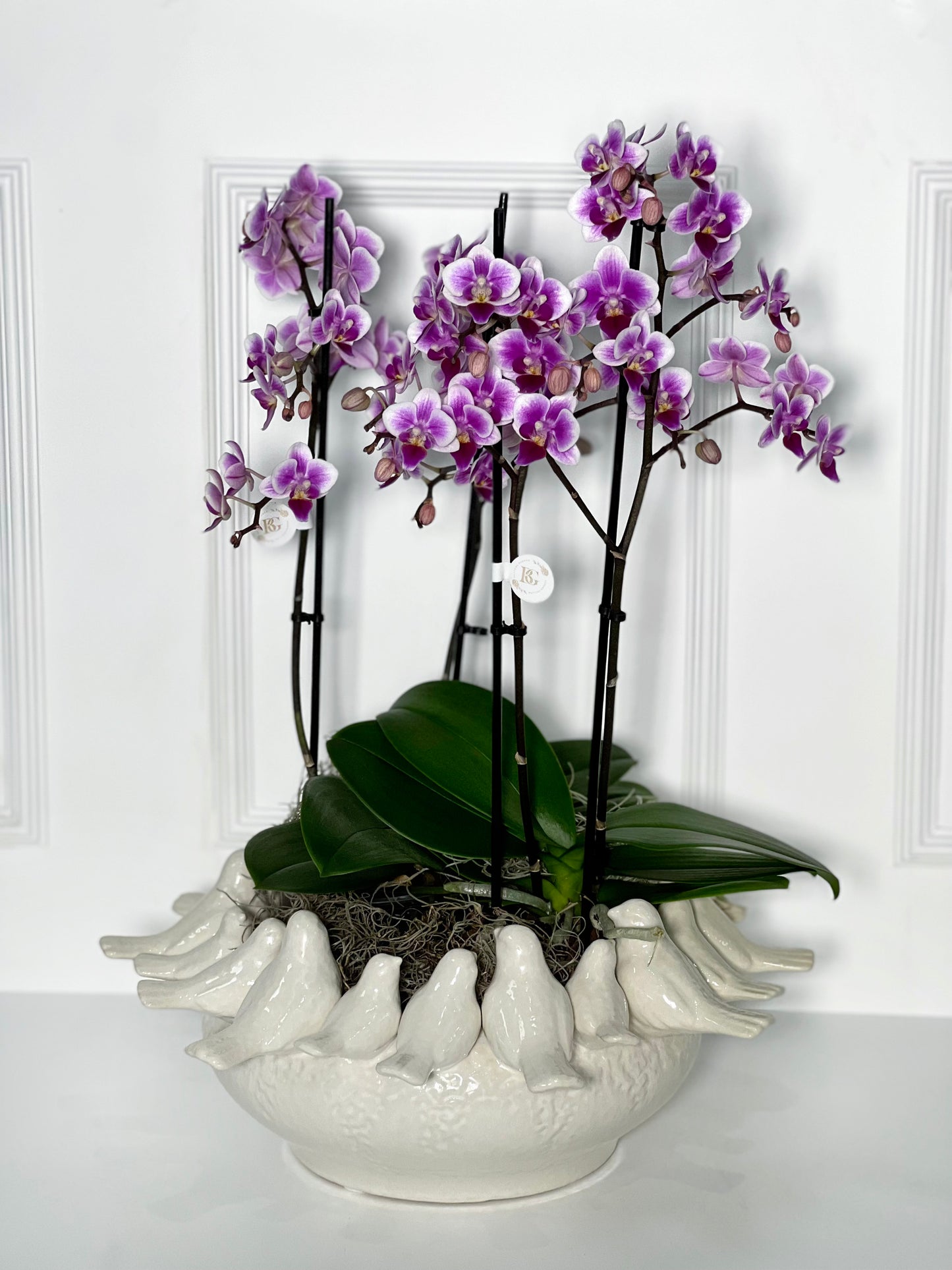 VASO BIRD L (PRATO) COM 2 ORQUÍDEAS P HOLANDESAS