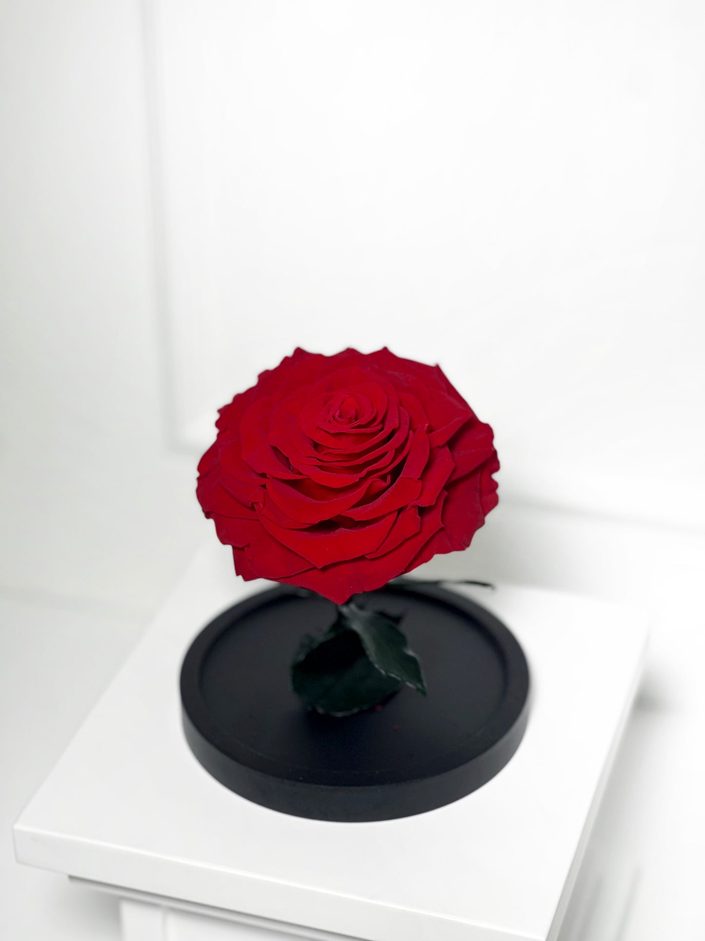 ROSA PRESERVADA VERMELHA COM CÚPULA TAMANHO P