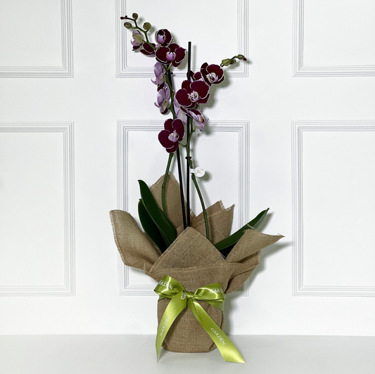 ORQUÍDEA ROXA COM JUTA DE LINHO CRU