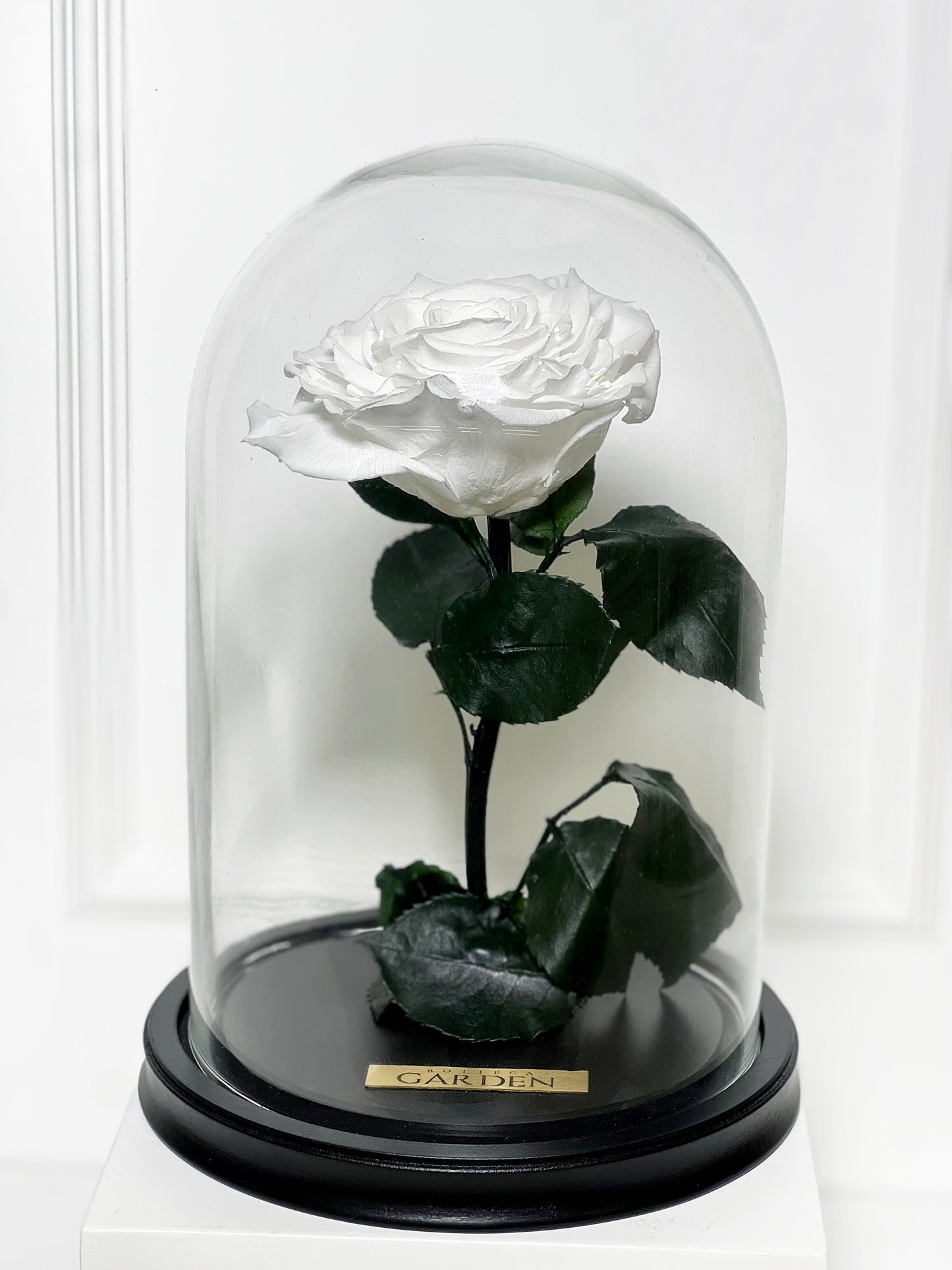 ROSA PRESERVADA WHITE M