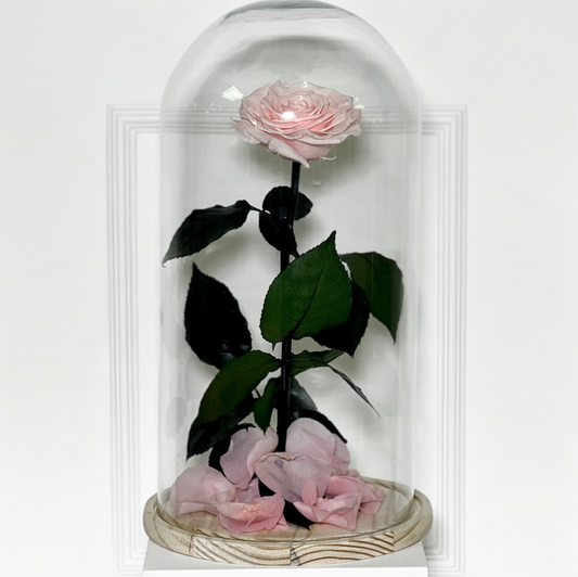 ROSA PRESERVADA PINK TAMANHO L