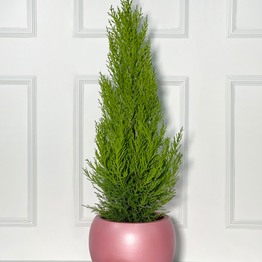 PINHEIRO COM VASO BALL EM PORCELANA  PORTUGUESA PINK