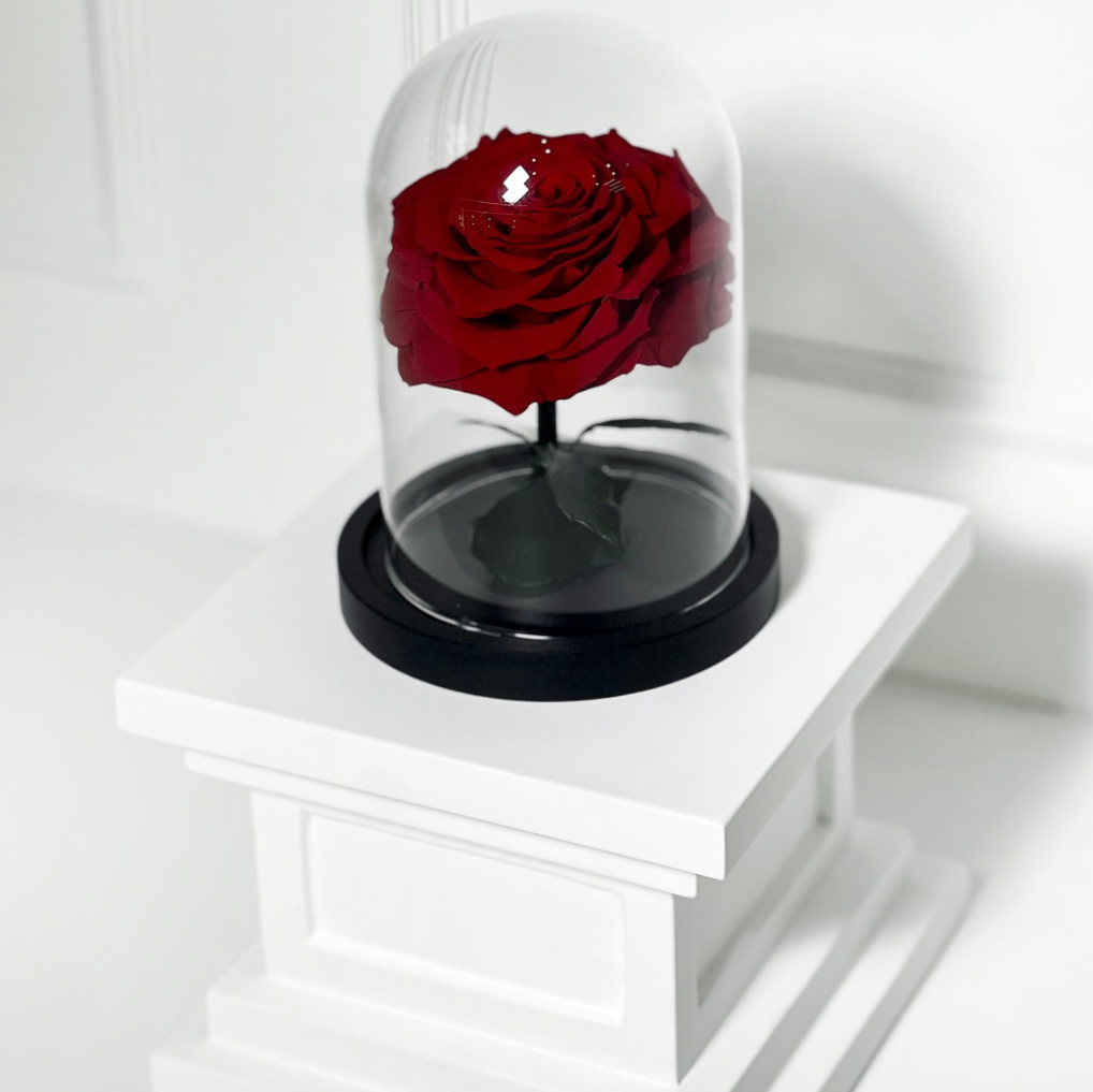 ROSA PRESERVADA VERMELHA COM CÚPULA TAMANHO P