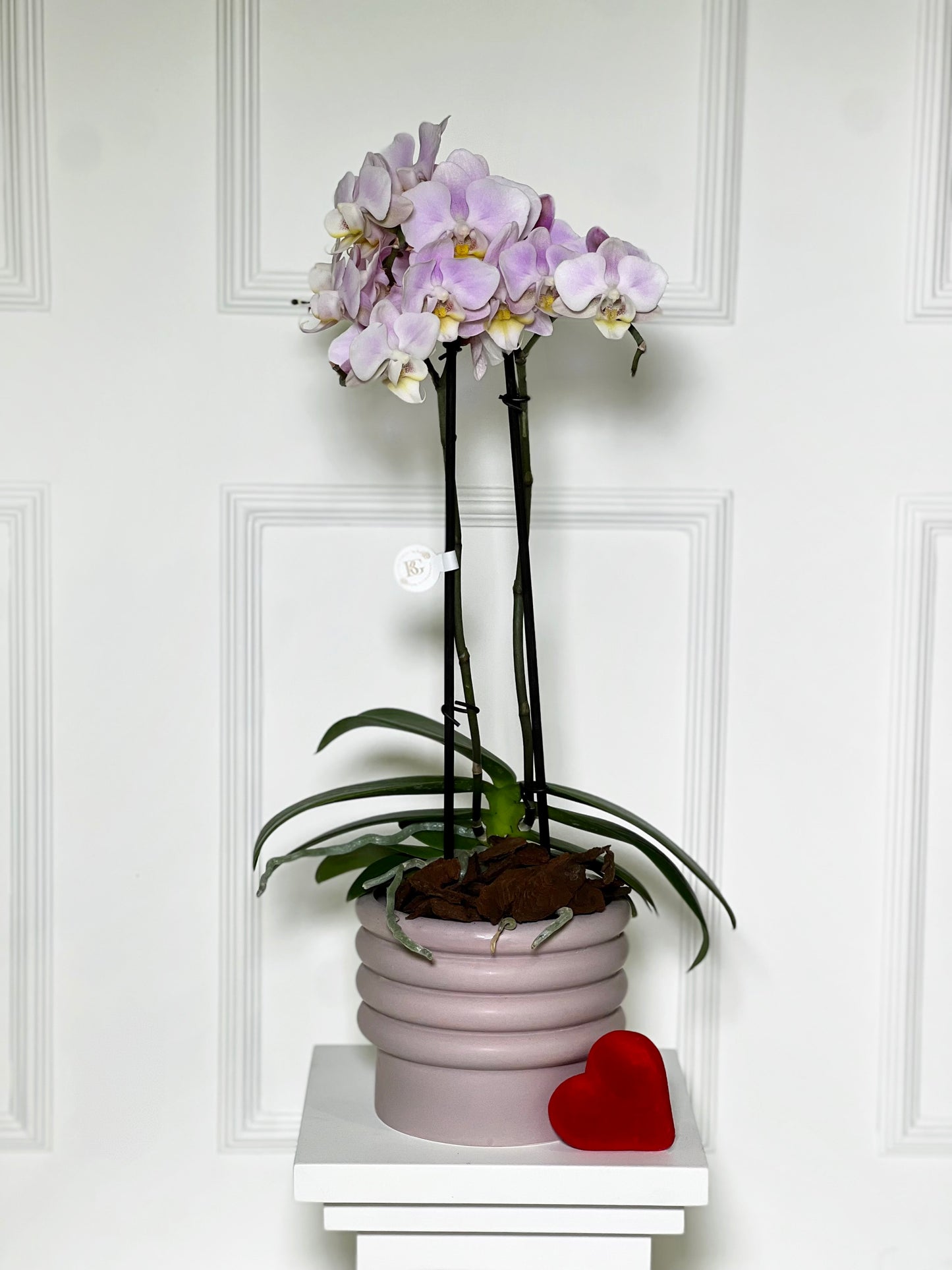 ORQUÍDEA M NO VASO PINK DE PORCELANA