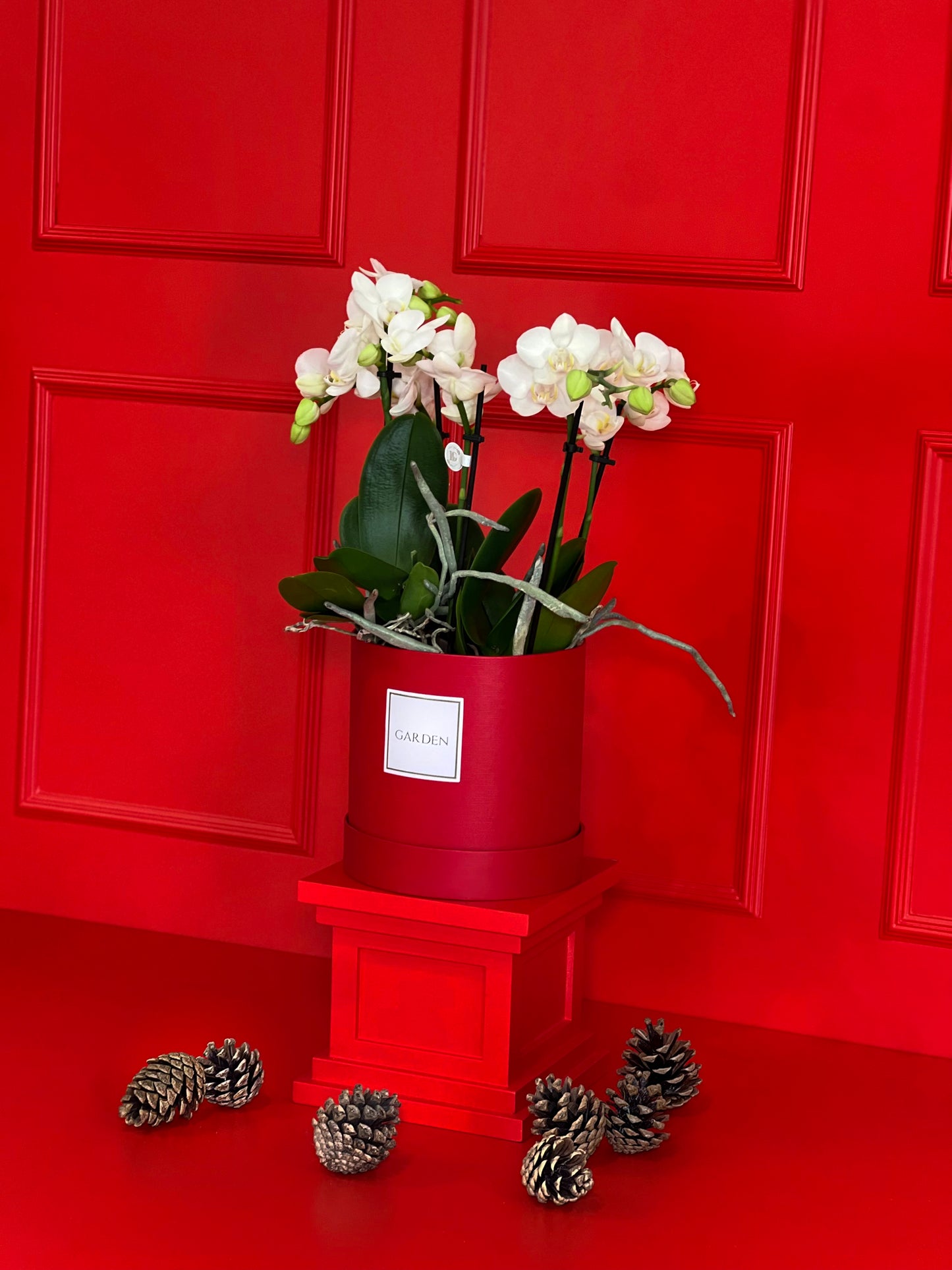 ORQUÍDEA COM BOX RED