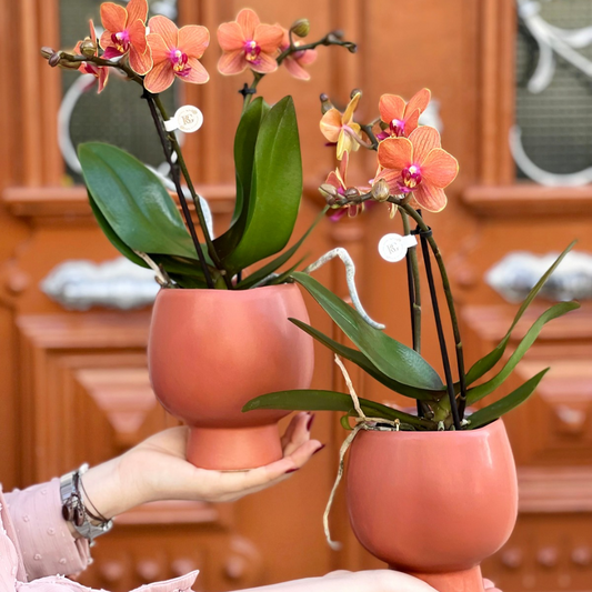 ORQUÍDEA MINI COM VASO TERRACOTA