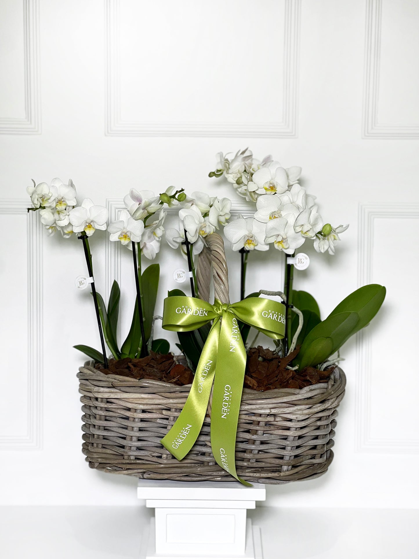 CESTA RATTAN COM MINI ORQUÍDEAS BRANCAS