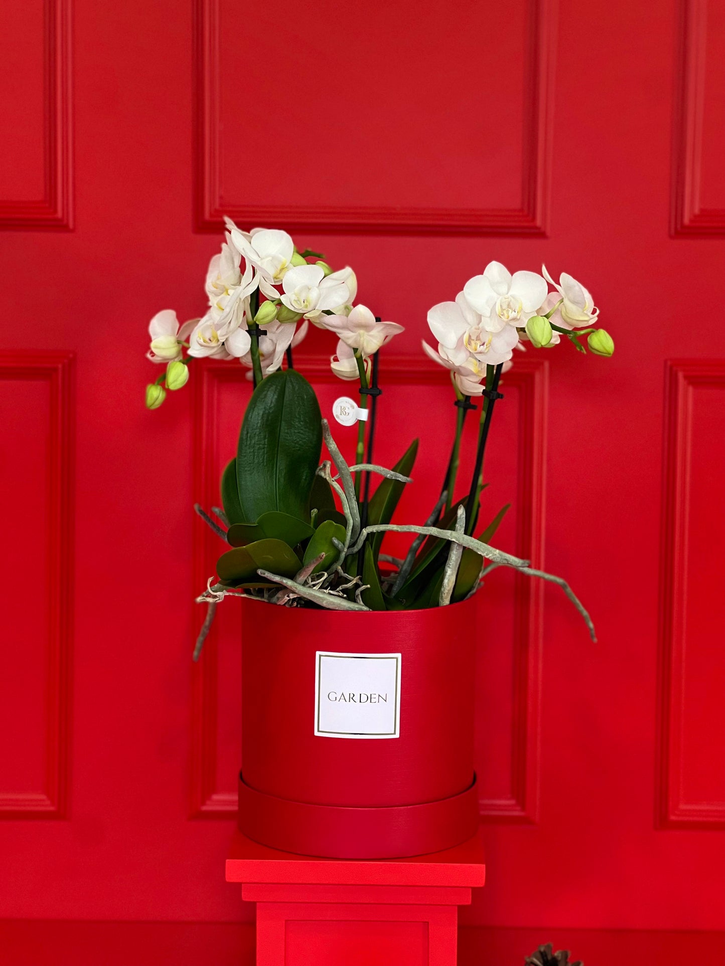 ORQUÍDEA COM BOX RED