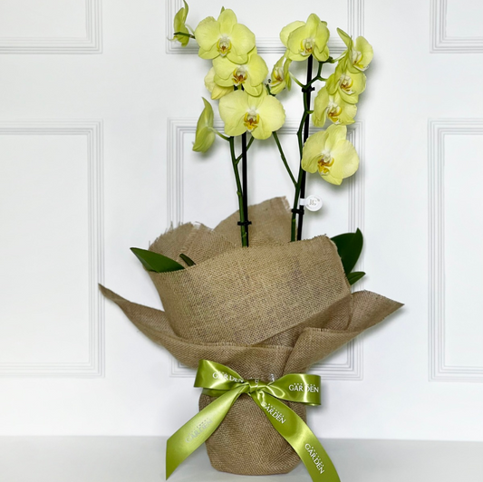ORQUÍDEA AMARELA COM JUTA DE LINHO CRU